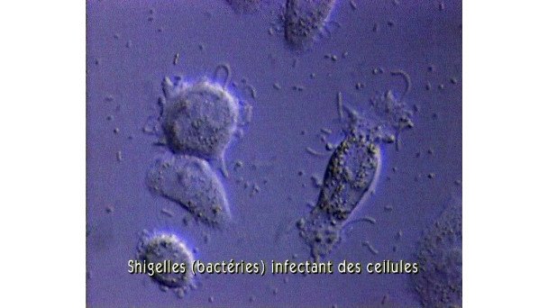 LES MICROBES