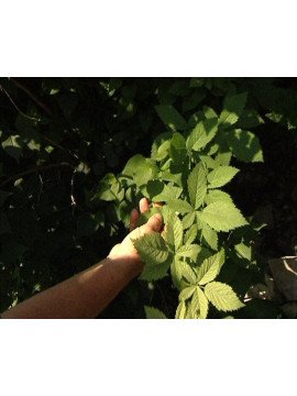 LES PLANTES MEDICINALES