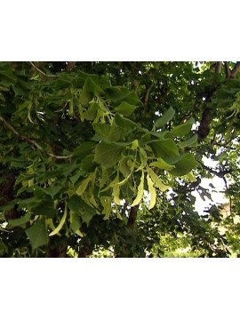 LES PLANTES MEDICINALES