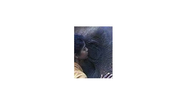 LA ROUTE DES ELEPHANTS