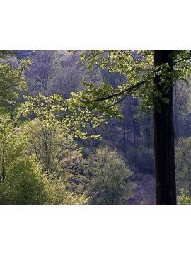 LES ARBRES ET FORETS
