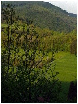 LES ARBRES ET FORETS