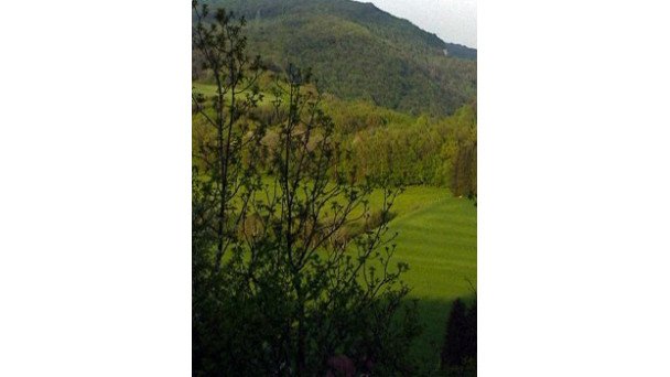 LES ARBRES ET FORETS