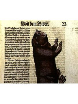 LES ANIMAUX ONT UNE HISTOIRE