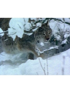 LES ANIMAUX ONT UNE HISTOIRE