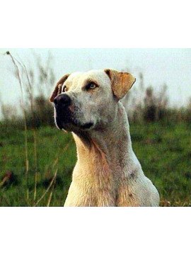 MEMOIRE D'UN CHIEN DE PRAIRIE