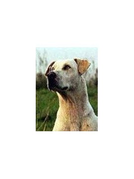 MEMOIRE D'UN CHIEN DE PRAIRIE