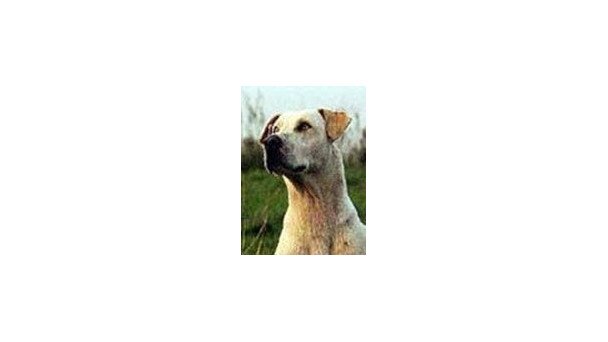 MEMOIRE D'UN CHIEN DE PRAIRIE