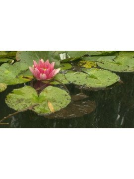 LE DESSEIN  DES NYMPHEAS