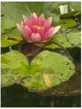 LE DESSEIN  DES NYMPHEAS