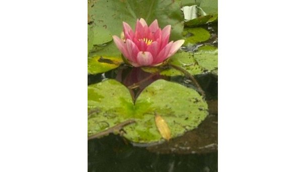 LE DESSEIN  DES NYMPHEAS