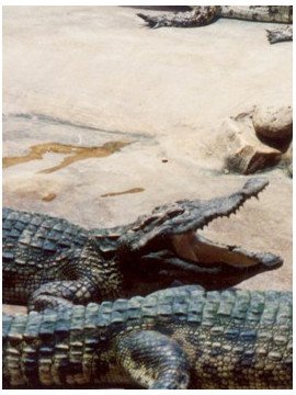 LEATHER AND SAVAGENESS