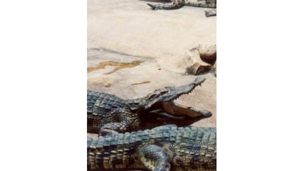 LEATHER AND SAVAGENESS