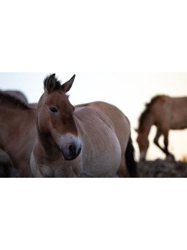 VIVANTS PARMI LES VIVANTS