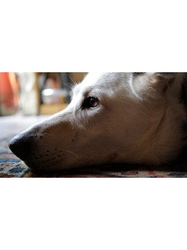 VIVANTS PARMI LES VIVANTS