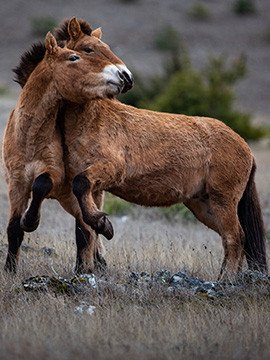 VIVANTS PARMI LES VIVANTS