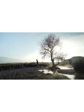 IL ETAIT UNE FOIS A SHIRAZ