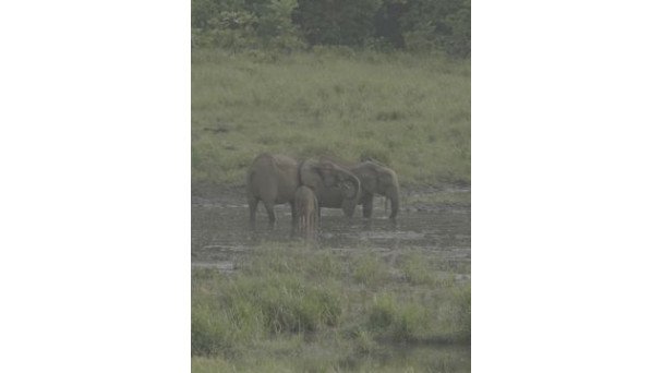 GABON : LES SAVANTS ET LES ELEPHANTS